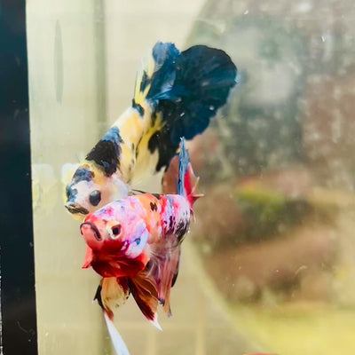 Plakat Nemo Multicolor Male Betta #088