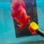 Orange Dot A30 Halfmoon - Male Betta