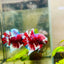Plakat Red Snow Koi Male Betta #Jul33
