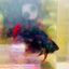 Plakat Wild Imbellis Male Betta #J59