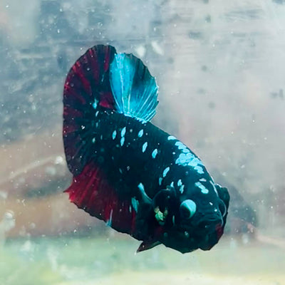 Plakat Avatar Nebula Male Betta #065