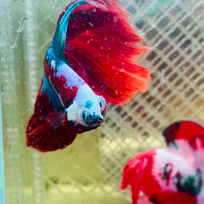Halfmoon Red Koi Copper - Male Betta #020