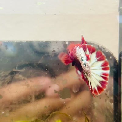 Plakat Red Fancy Copper Male Betta #021