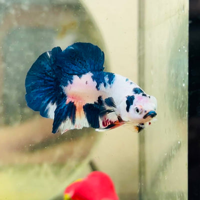 Plakat Candy White Koi Male Betta #099