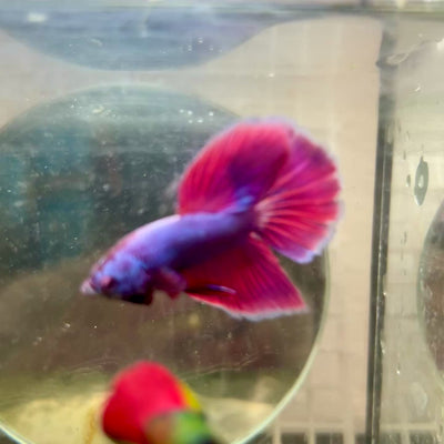 Halfmoon Purple Pink - Male Betta  #164
