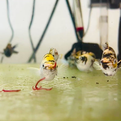 White Tiger Balloon Molly Fish