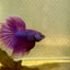 Betta Male Halfmoon Purple Pink #065