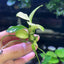 Anubias Nana Thailand White