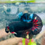 Plakat Avarta Black Light Male Betta #018
