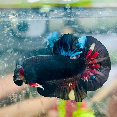 Plakat Avarta Black Light Male Betta #018