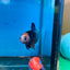 Black Koi Nemo Plakat with eyebrow - Male Betta 72