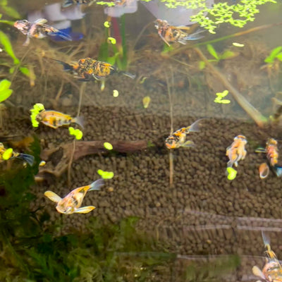 Tiger Balloon Molly Fish