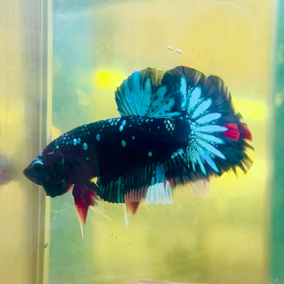 Plakat Avarta Nebula Male Betta #185