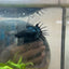 Betta Male Crowntail Black Orchid #193