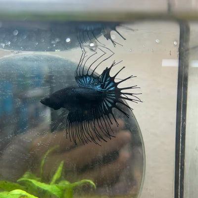 Betta Male Crowntail Black Orchid #193