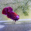 Purple Red Koi Galaxy Plakat - Male Betta #135