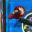 Red Fancy Star Plakat - Male Betta 150