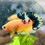 Plakat Yellow Fancy Copper Male Betta #009