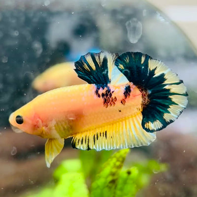 Plakat Yellow Fancy Copper Male Betta #009