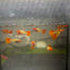 Guppy Fish Albino Koi Red Short Glassbelly