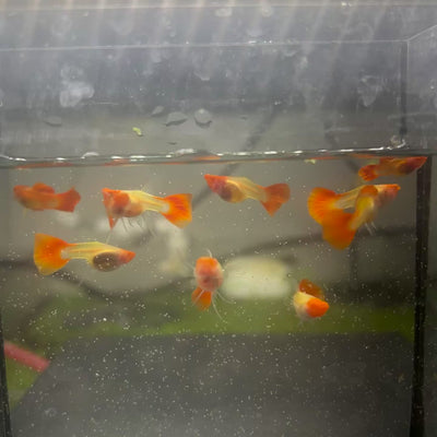 Guppy Fish Albino Koi Red Short Glassbelly