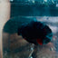 Avatar Black Plakat Male Betta #193