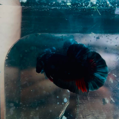 Avatar Black Plakat Male Betta #193