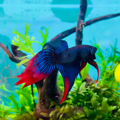 Veiltail Blue Imbellis Male Betta #N113