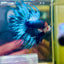 Blue Koi Crowntail Male Betta #M02