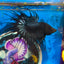 Black Orchid Crowntail - Male Betta 058