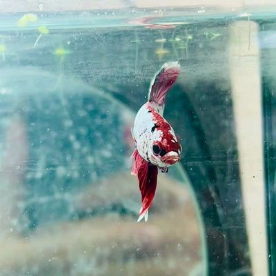 Plakat Red Copper Koi Male Betta #074
