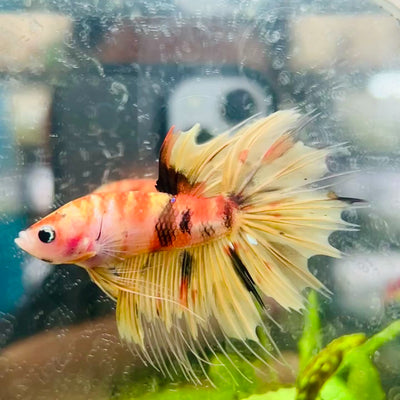 Betta Male Orange Koi #014