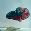 Avarta Vampire Plakat - Male Betta 156