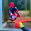 Halfmoon Red Koi Galaxy - Male Betta #109