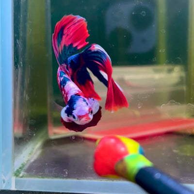 Halfmoon Red Koi Galaxy - Male Betta #109