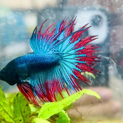 Blue Mascot Blackhead Crowntail Male Betta #186