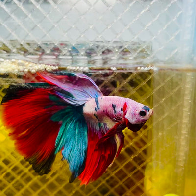 Halfmoon Red Koi Galaxy - Male Betta #077