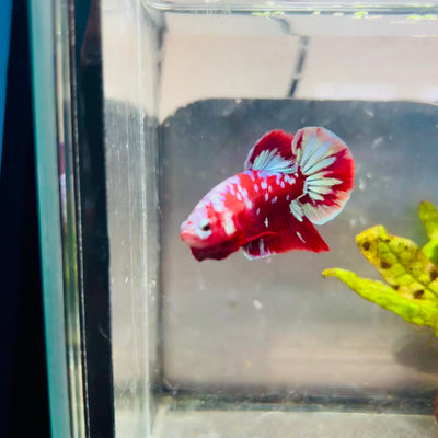 Purple Red Koi Galaxy Plakat - Male Betta #040