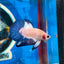 Blue Rim Plakat - Male betta 117