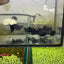 Super Black Balloon Molly Fish