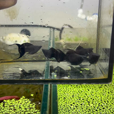 Super Black Balloon Molly Fish for Sale | Live Molly Fish | JustFishyThing