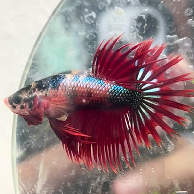 Betta Male Crowntail Red Koi #112