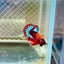 Plakat Red Fancy Male Betta #035