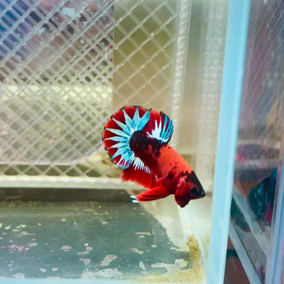 Plakat Red Fancy Male Betta #035