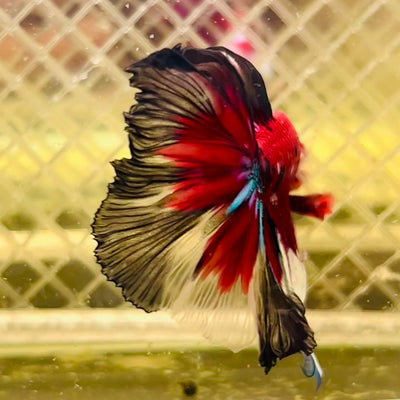 Halfmoon Red Koi Galaxy - Male Betta #127