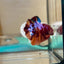 Nemo Copper Plakat - Betta macho 130