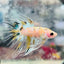 Betta Male Crowntail Yellow Koi #041