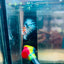 Crowntail Candy Koi Male Betta #012