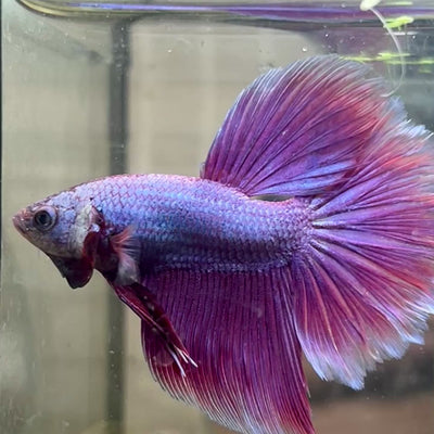 Betta Male Halfmoon Purple Pink #157
