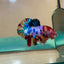 Placa Galaxia Multicolor - Betta Macho 26